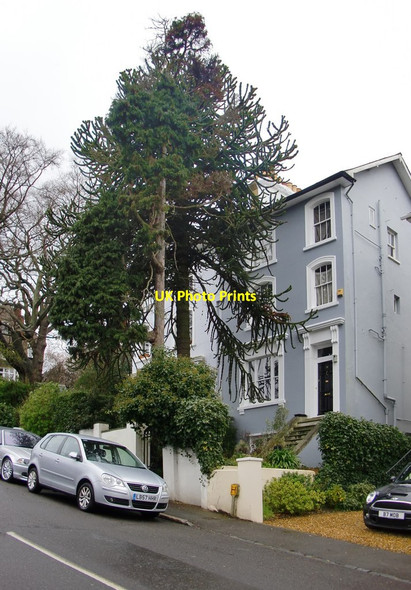 Photo 6"x4" Fox Hill: monkey-puzzle and Victorian villas Penge c2016