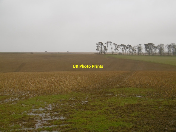Photo 6"x4" Kale field Kirkton\/NT5413 c2016