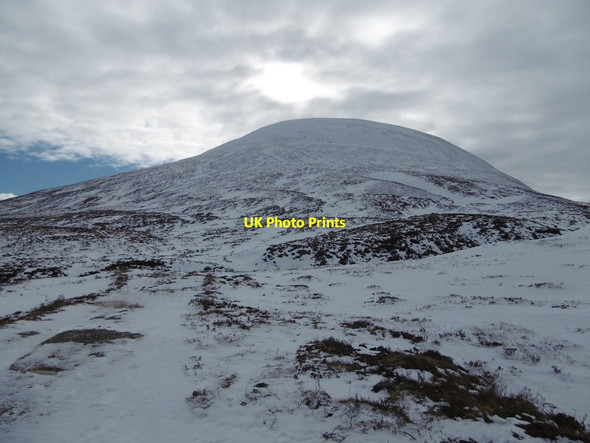 Photo 6"x4" Sow of Atholl Sow of Athol c2016