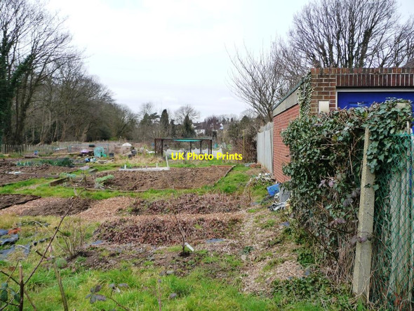 Photo 6"x4" Cuckoo Hill allotments, Pinner Pinner c2016