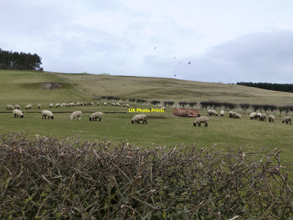 Photo 6"x4" Sheep in pasture on Flodden Edge West Flodden c2016