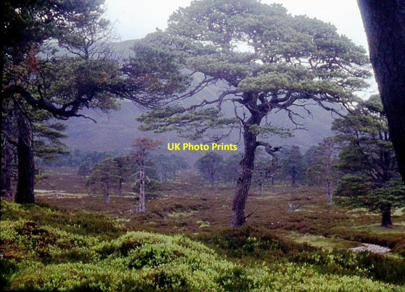 Photo 6"x4" Pinus sylvestris in Dubh-Ghleann Carn Allt n\u00e0 Beinne c1971