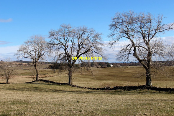 Photo 6"x4" Boundary trees near Quarriers Village Quarriers Village c2016