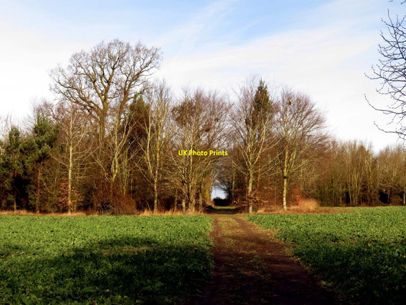 Photo 6"x4" Footpath to Great Haseley Little Haseley c2016