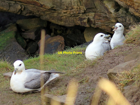 Photo 6"x4" Fulmars on cliff east of Howick Howick\/NU2517 c2016