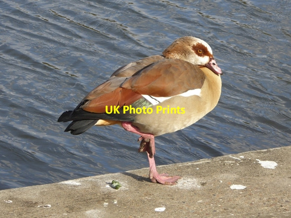 Photo 6"x4" Egyptian Goose by the Regent's Park Boating Lake Marylebone\/TQ2881 c2016