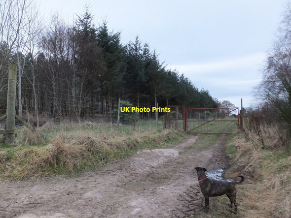 Photo 6"x4" Gate on estate track, Burgie Califer c2016