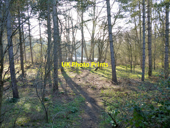 Photo 6"x4" Pine woodland Cliton Manor c2016