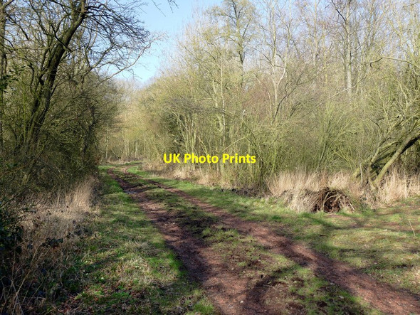 Photo 6"x4" In Nut Wood Belle Eau Park c2016
