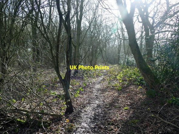 Photo 6"x4" Track in Duke's Wood Belle Eau Park c2016