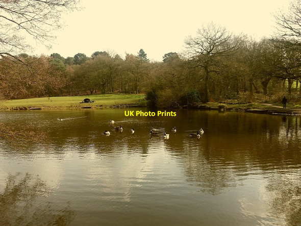 Photo 6"x4" Biddulph Country Park: fishing lake with geese Biddulph c2016