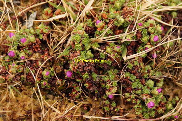 Photo 6"x4" Purple saxifrage (Saxifraga oppositifolia), Skelberry, North Roe Skelberry\/HU3686 c2016