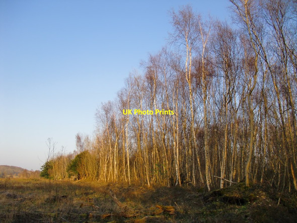 Photo 6"x4" Birch woodland, Mickleham Downs Mickleham c2016