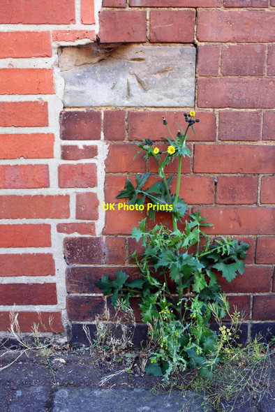 Photo 6"x4" Benchmark on #50 Paget Street Loughborough c2015