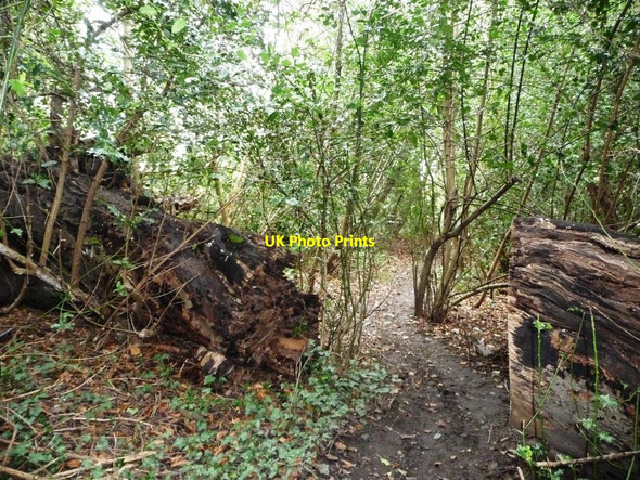 Photo 6"x4" Public footpath through a fallen tree, Worsbrough Worsbrough c2016
