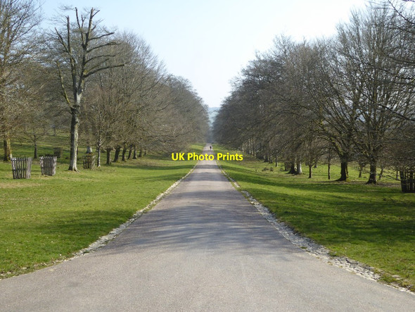 Photo 6"x4" Tree-lined drive at Lanhydrock Cutmadoc c2016