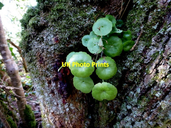 Photo 6"x4" Wall Pennywort, Lusty Beg Pettigoe c2016