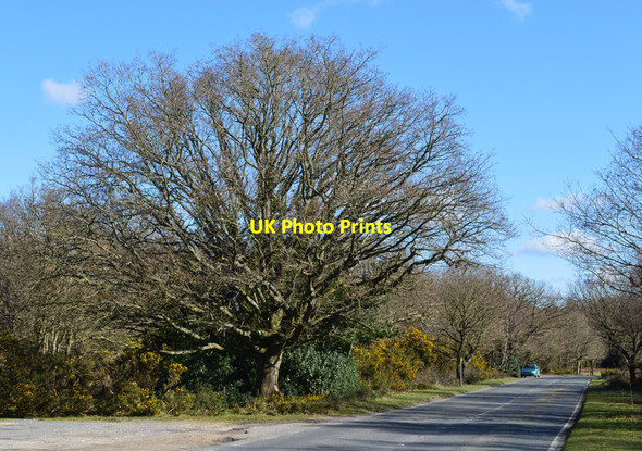 Photo 6"x4" Country road, Greenham, Berkshire Goldfinch Bottom c2016