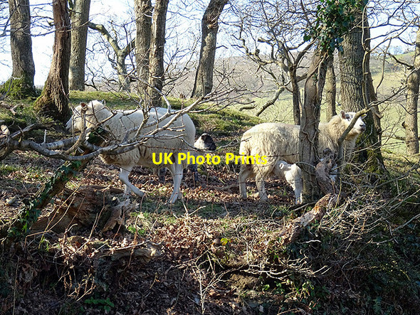 Photo 6"x4" Sheep in the woods Aberffrwd\/SN6878 c2016