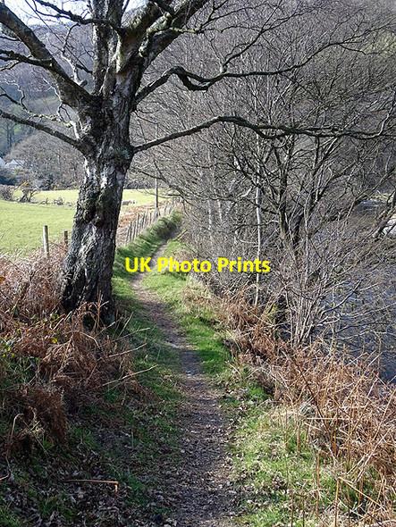 Photo 6"x4" Footpath beside the Rheidol Aberffrwd\/SN6878 c2016