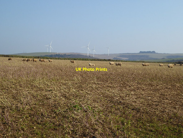 Photo 6"x4" Sheep and Wind Farm St Newlyn East c2016