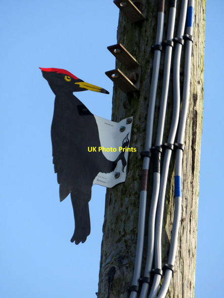 Photo 6"x4" Woodpecker decoy in Aberystwyth Road, detail Cardigan\/Aberteifi c2016
