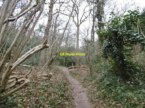 Photo 6"x4" Croham Hurst, footpath Croydon\/TQ3365 c2016