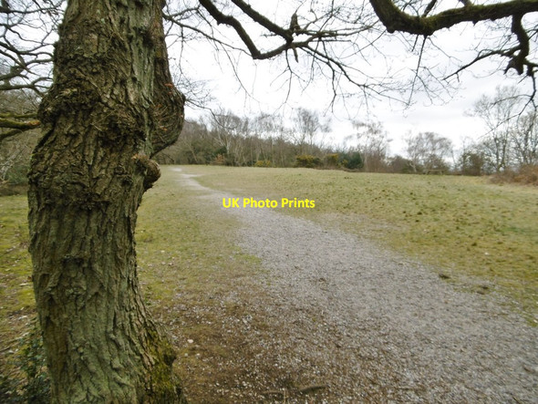 Photo 6"x4" Croham Hurst, grassland Croydon\/TQ3365 c2016
