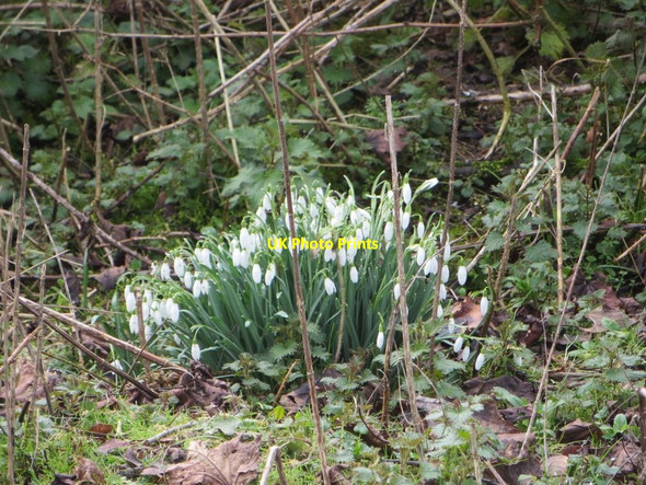 Photo 6"x4" Growing in the Brambles Chilton\/SU4885 c2016