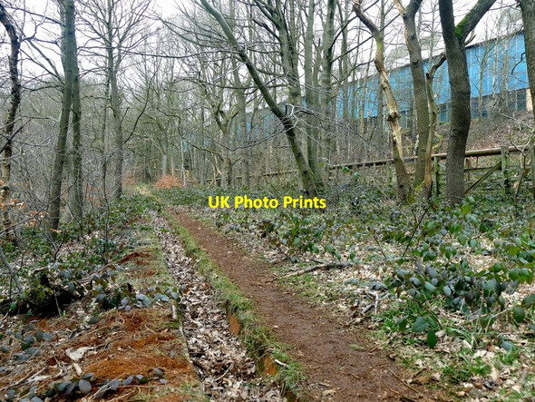 Photo 6"x4" Path in Sheephouse Wood Stocksbridge c2016