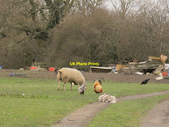 Photo 6"x4" Sheep and hens at Moston Manor Moston\/SJ7261 c2016