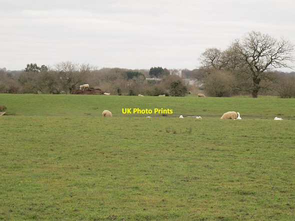 Photo 6"x4" Sheep at Moston Manor Moston\/SJ7261 c2016