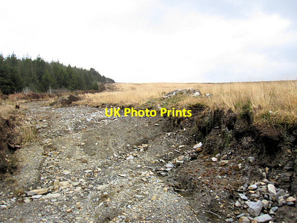 Photo 6"x4" Forest Edge Inistioge c2016