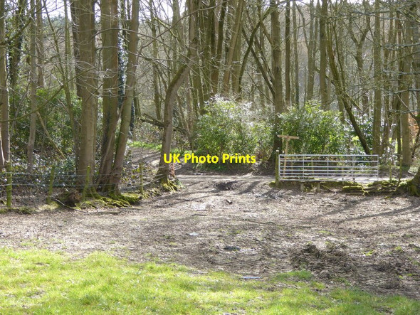 Photo 6"x4" Footpath heads for junction with Cartersledge Lane Ashfold Crossways c2016