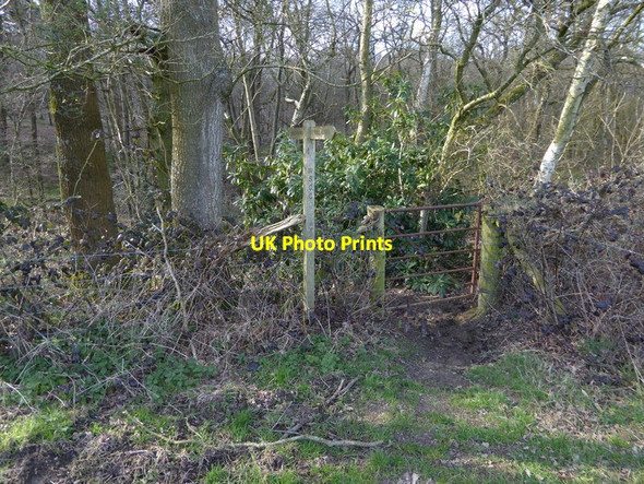 Photo 6"x4" Footpath enters woodland by Newstead Gill Ashfold Crossways c2016