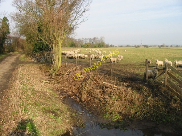 Photo 6"x4" Sheep next to Goldstone Drove Lower Goldstone c2009