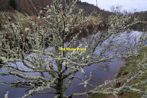 Photo 6"x4" Lichen-covered Alder beside the Glass at Struy Erchless Castle c2016