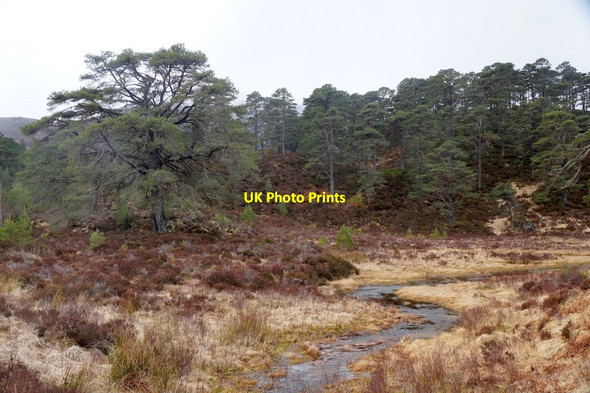 Photo 6"x4" Caledonian forest in Glen Affric Loch Pollain Buidhe c2016