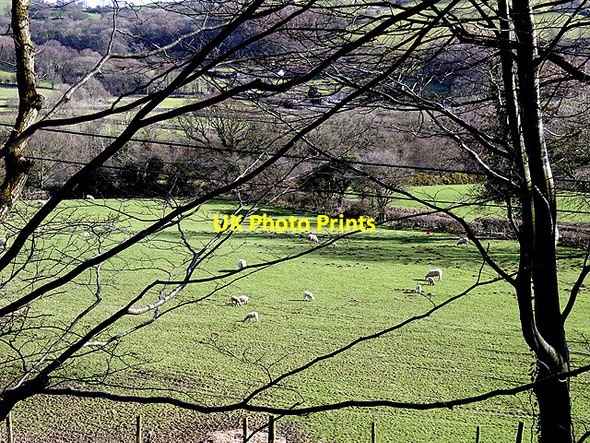 Photo 6"x4" Sheep and pasture in Cwm Rheidol Nantyronen Station c2016