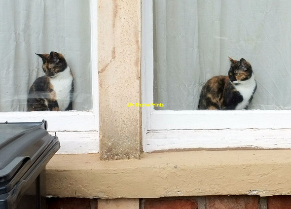 Photo 6"x4" Redland cats Bristol c2016