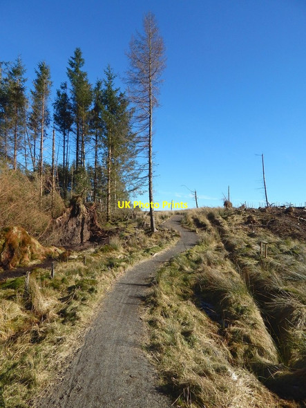 Photo 6"x4" Path to Darleith Muir Arden\/NS3684 c2016