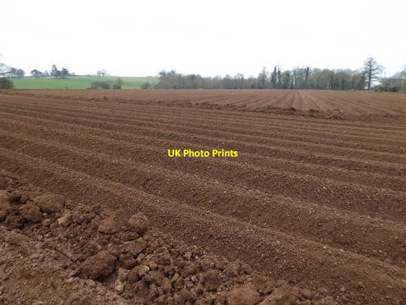 Photo 6"x4" Newly planted Potato field Birch Green\/SO8545 c2016
