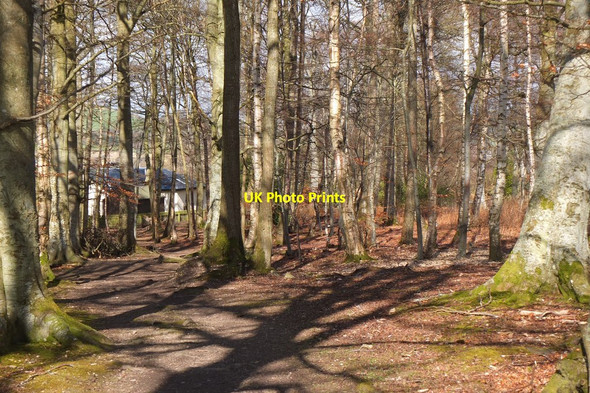 Photo 6"x4" Woodland at Craigerne Peebles\/NT2540 c2016