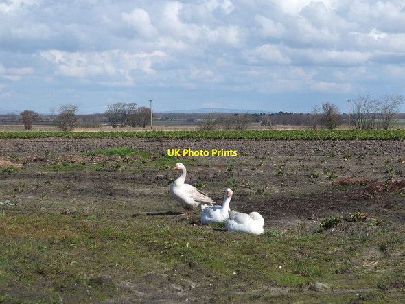 Photo 6"x4" Geese near Snape House Farm Carr Cross c2016