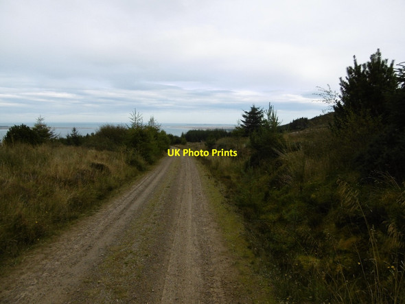 Photo 6"x4" Road, Morangie Forest Edderton c2015
