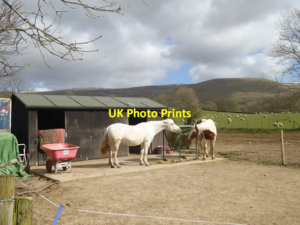 Photo 6"x4" Horses at Knock Knock\/NY6727 c2016