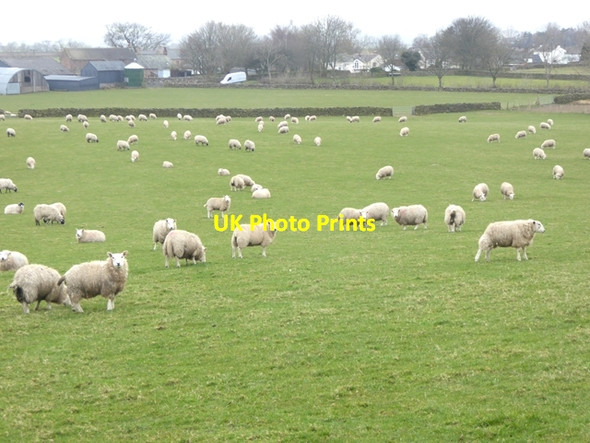 Photo 6"x4" A field of many sheep Knock\/NY6727 c2016