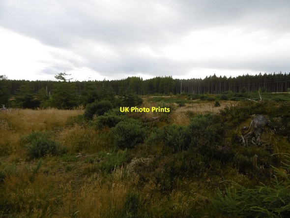 Photo 6"x4" Clearing, Morangie Forest Morangie c2015