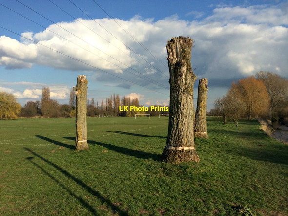 Photo 6"x4" Remains of three poplars Long Eaton c2016