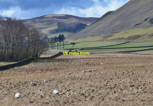 Photo 6"x4" Rough pasture below Cademuir Bellanrigg c2016